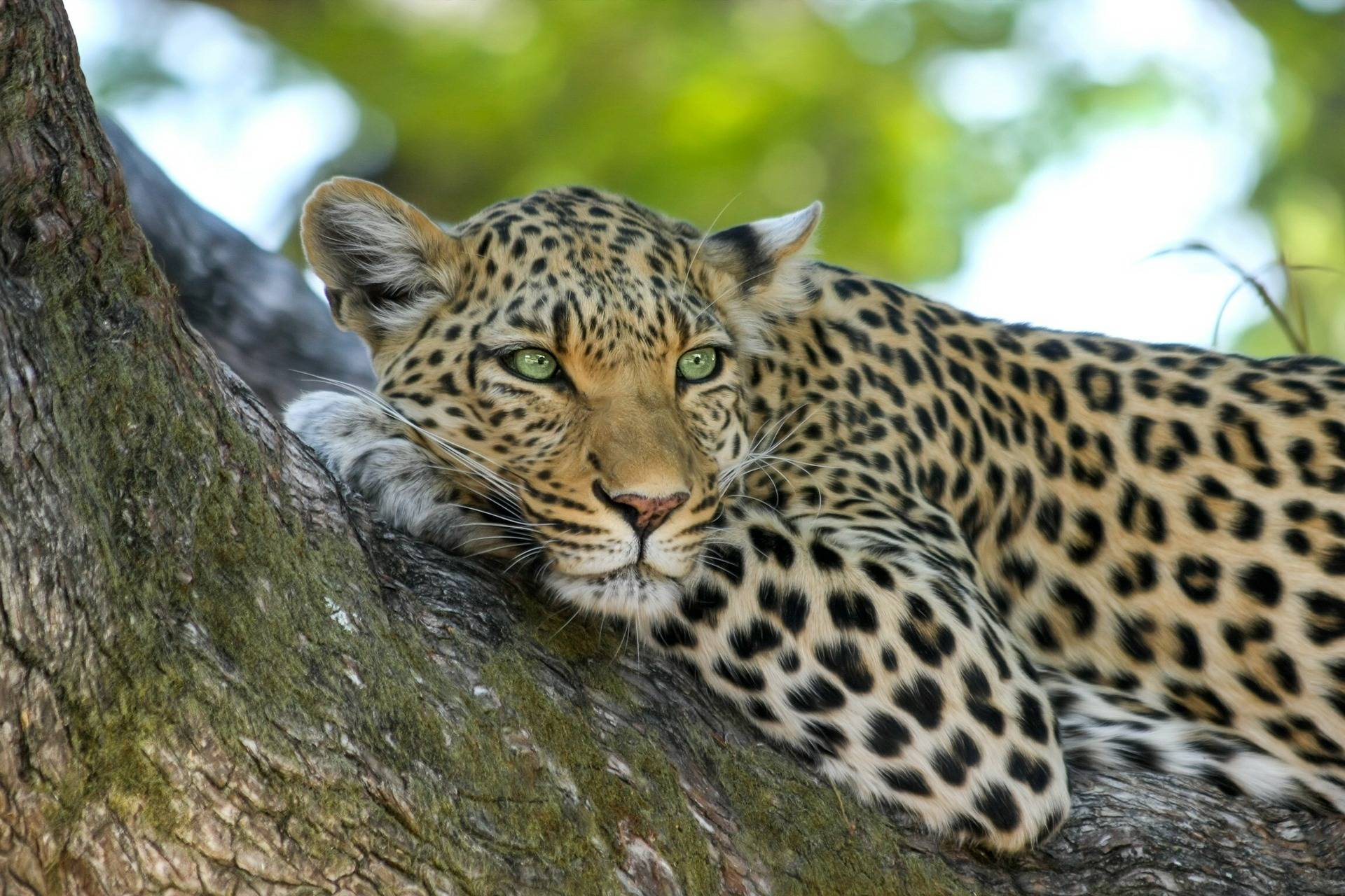 Leopard on a tree in Tanzania