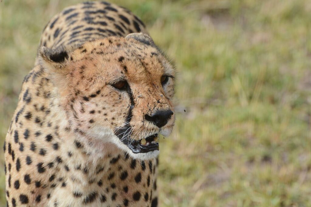 cheeta