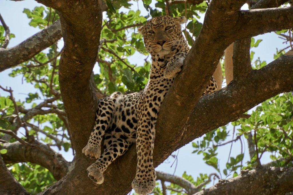 leopard tanzania on a tree