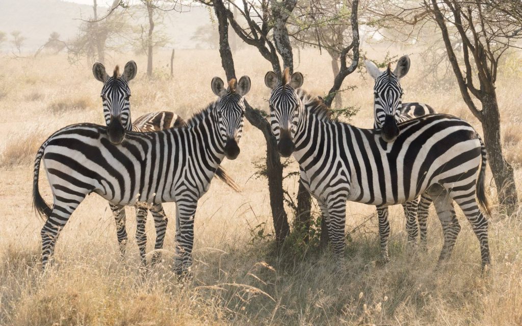 Zebras in the Serengeti
