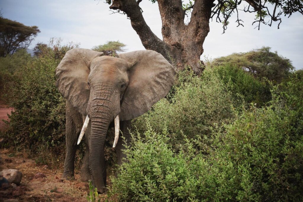 lake manyara elephant
