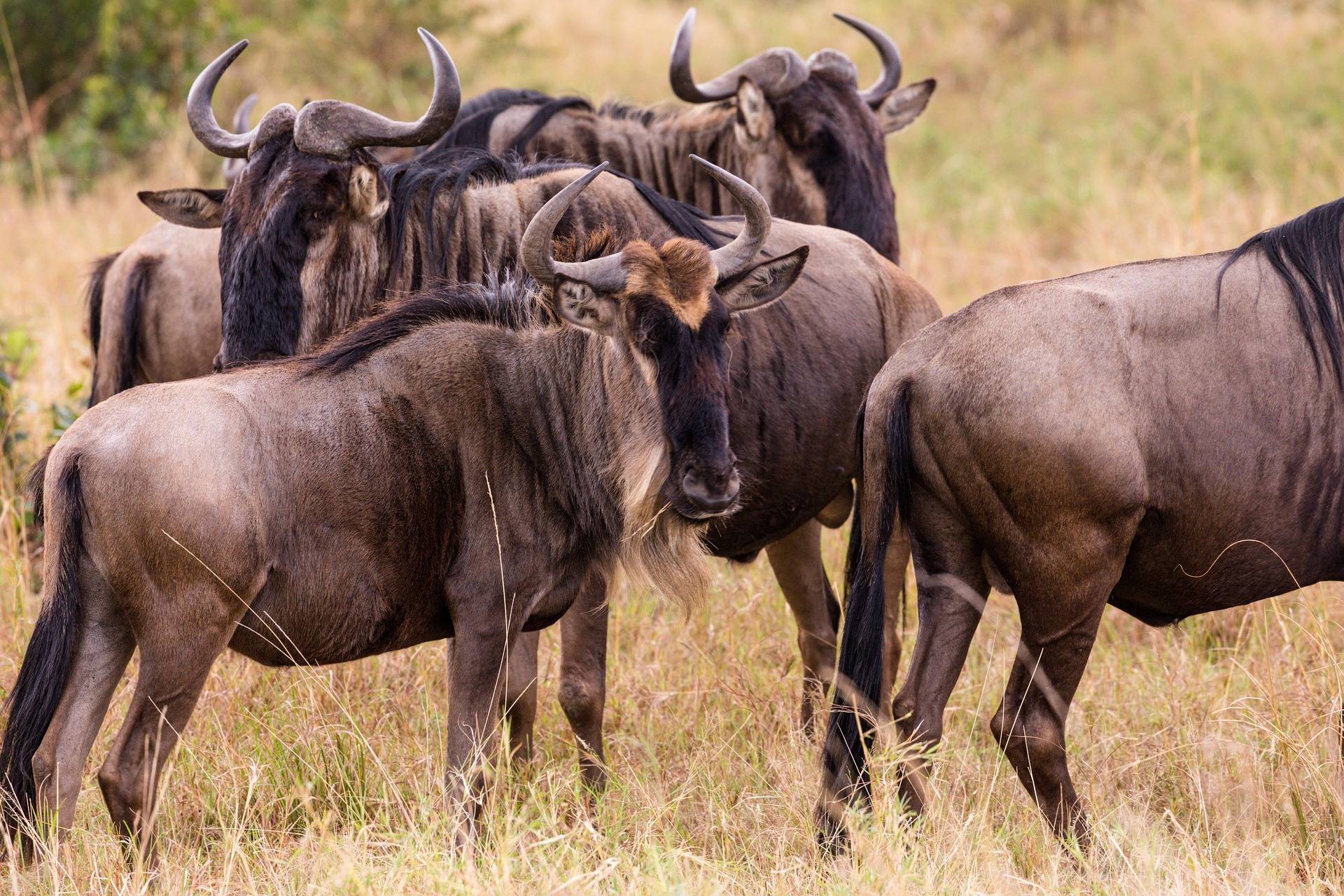 gnu tanzania