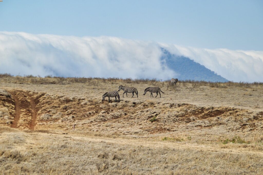 Zebre Ngorongoro
