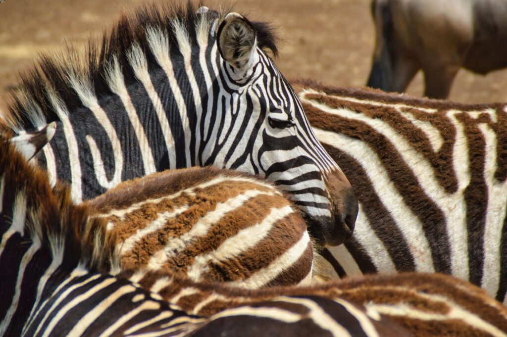 Zebre tanzania