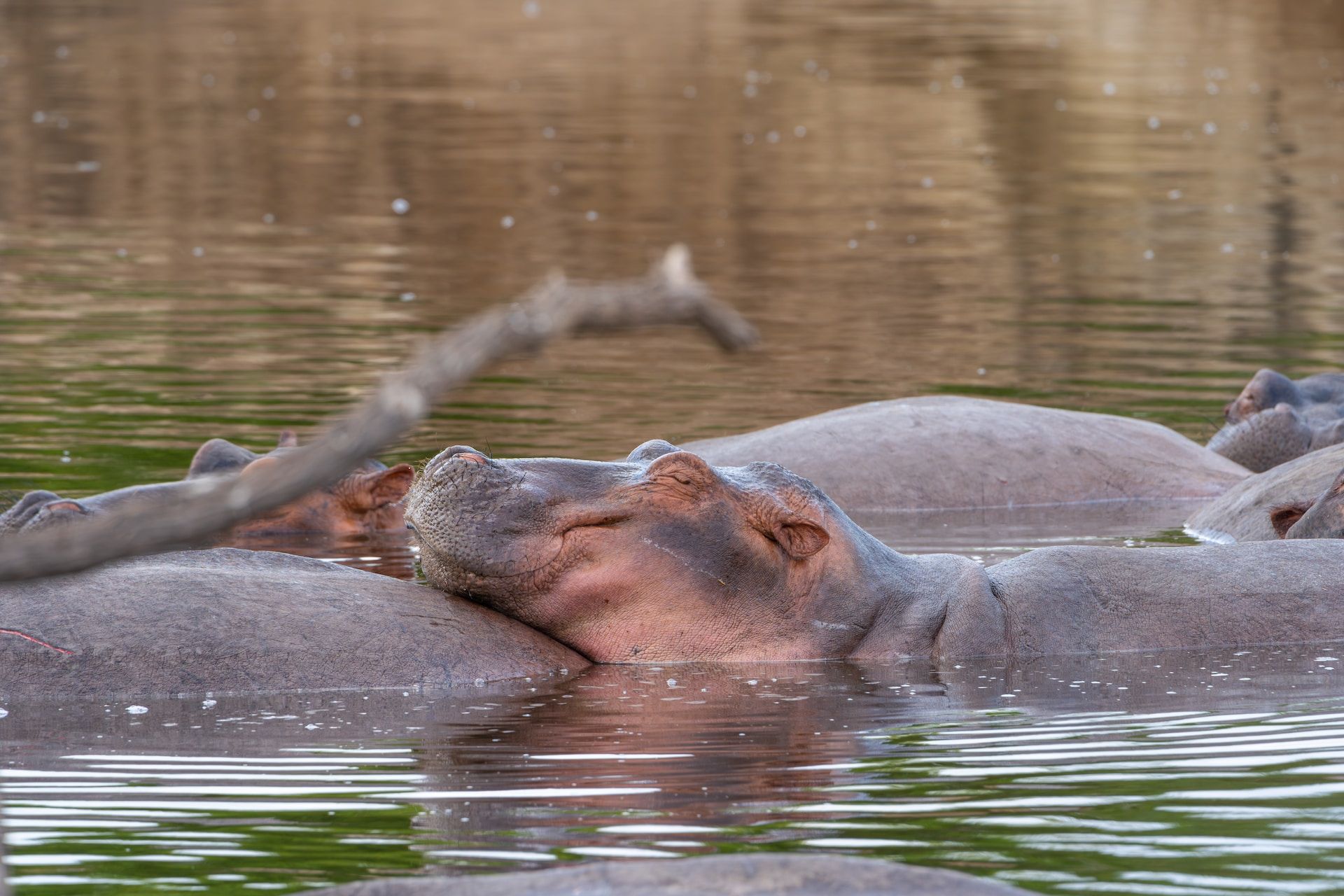 hippo selous