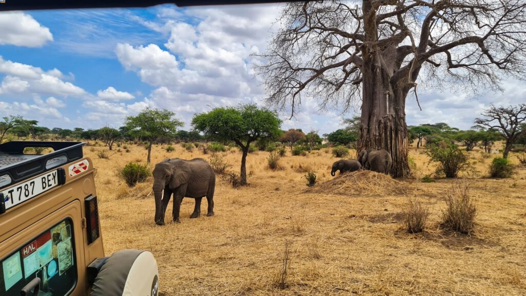 tarangire game drive